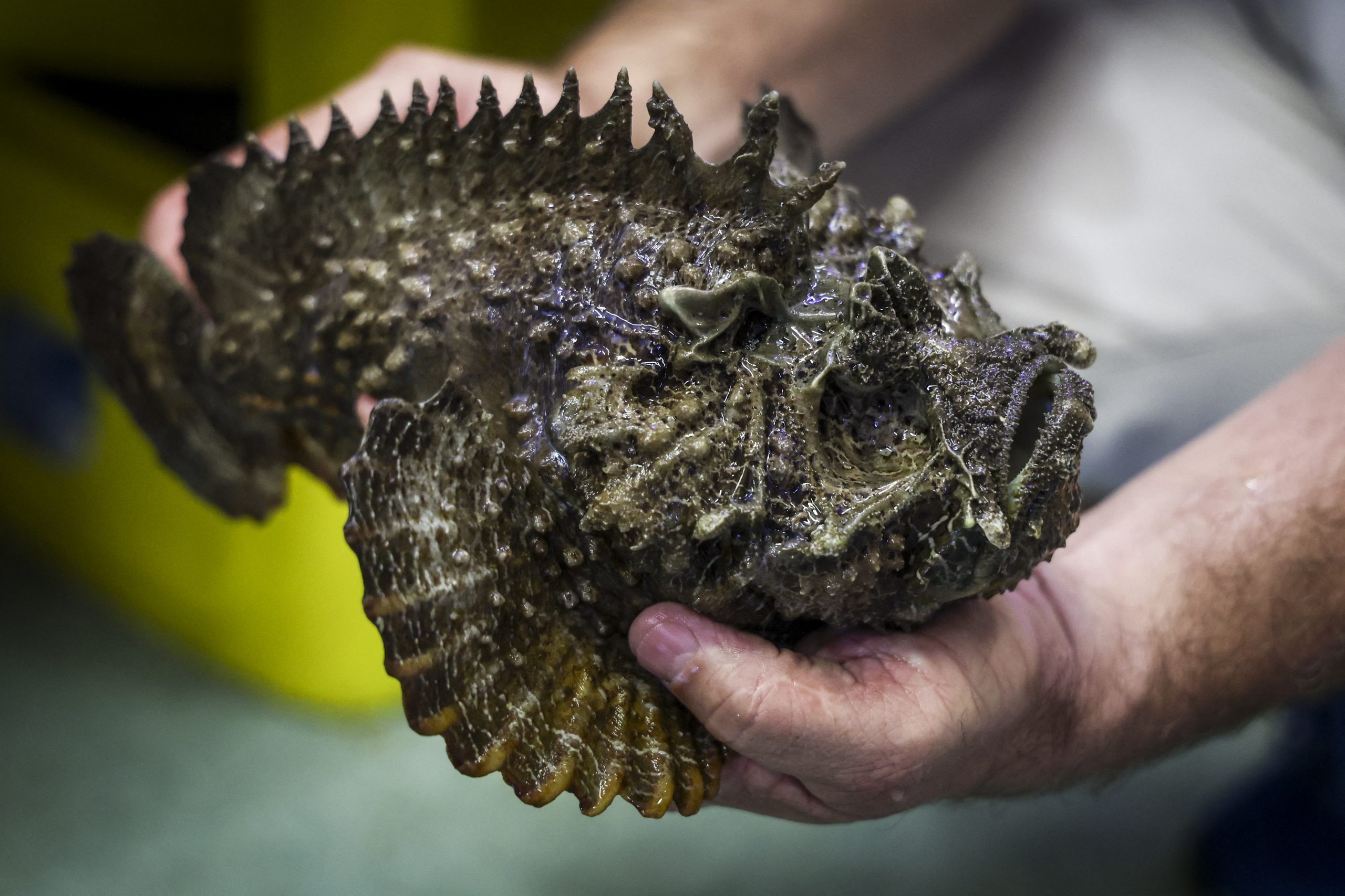 stonefish